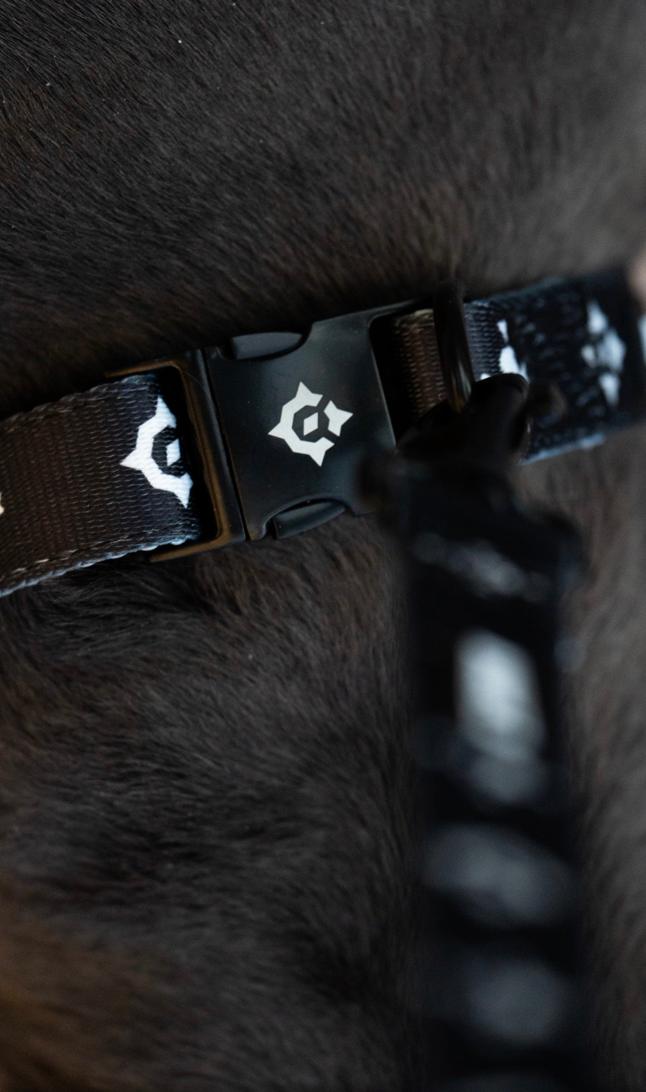 Moto Dog Collar